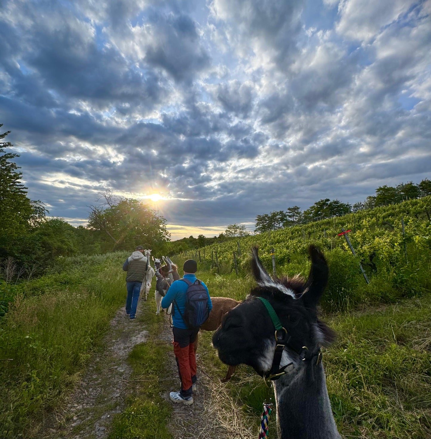 Lamawanderung in den Weinbergen beim Sonnenuntergang