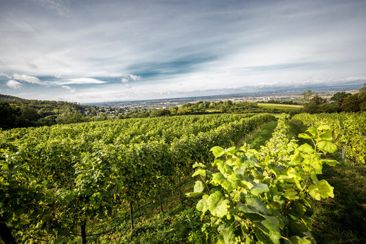 Blick über die Weinberge am Heidelberger Dachsbuckel