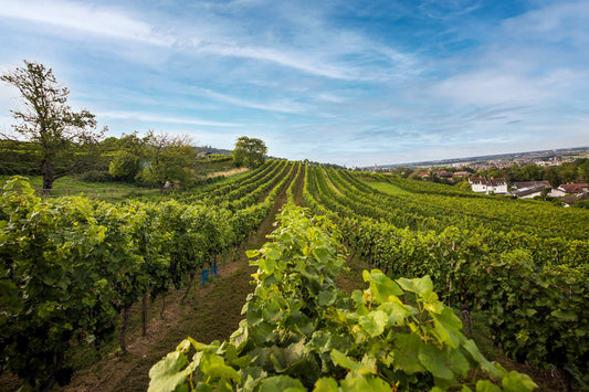 Blick ber die grünen Weinberge und am Rande der Ort Lützelsachsen