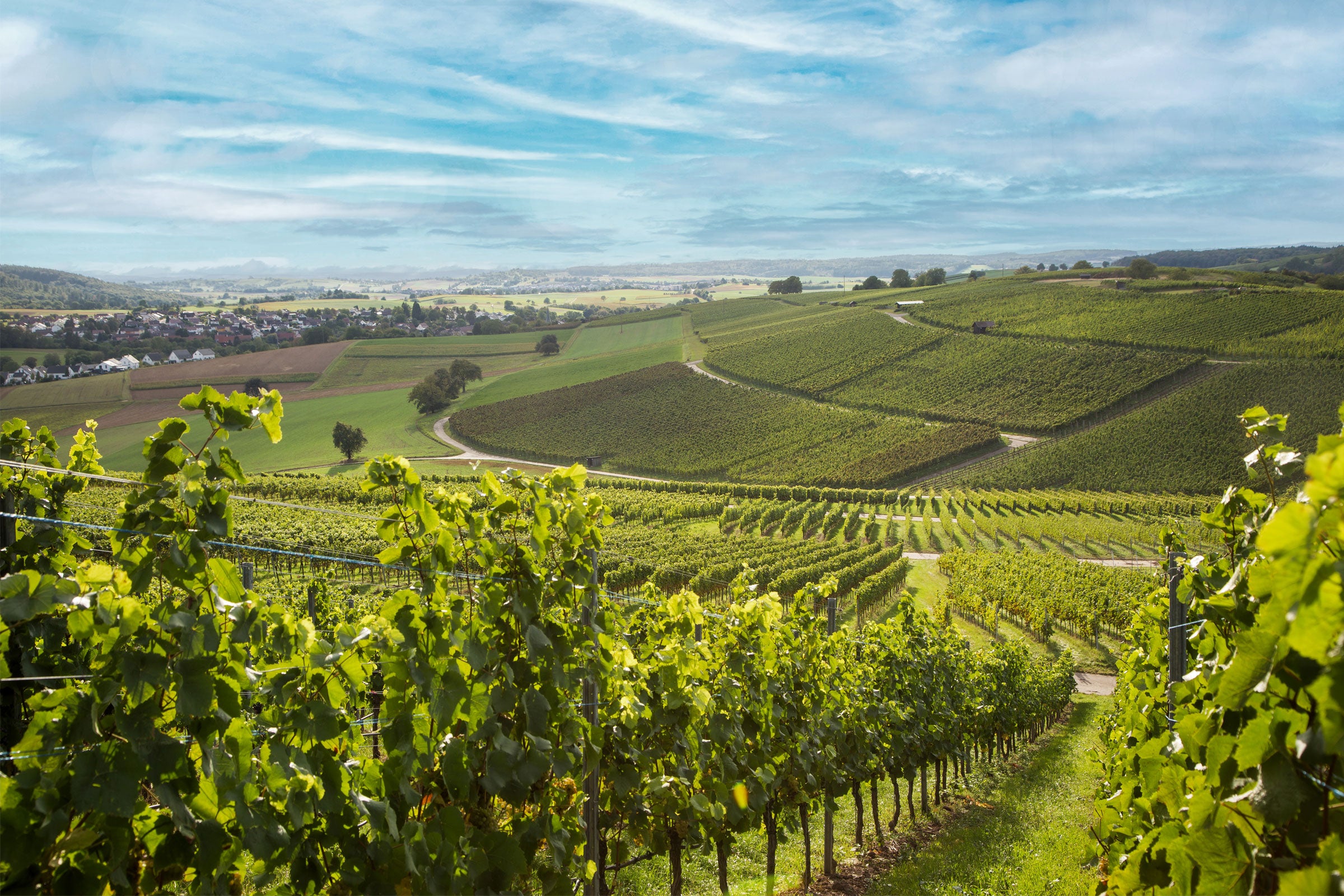 Blick ueber die Weinberge auf dern Ort Kuernbach