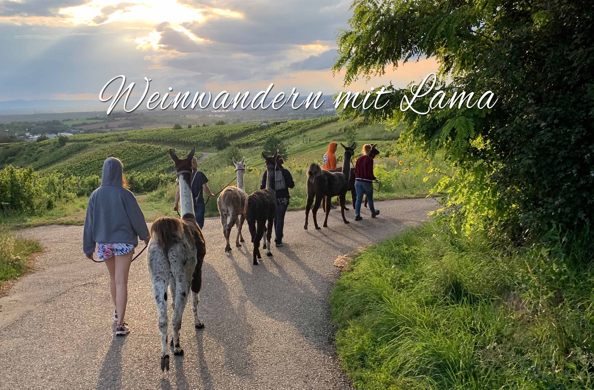 Fünf Personen, die jeder ein Lama durch die idyllischen Weinberge führen