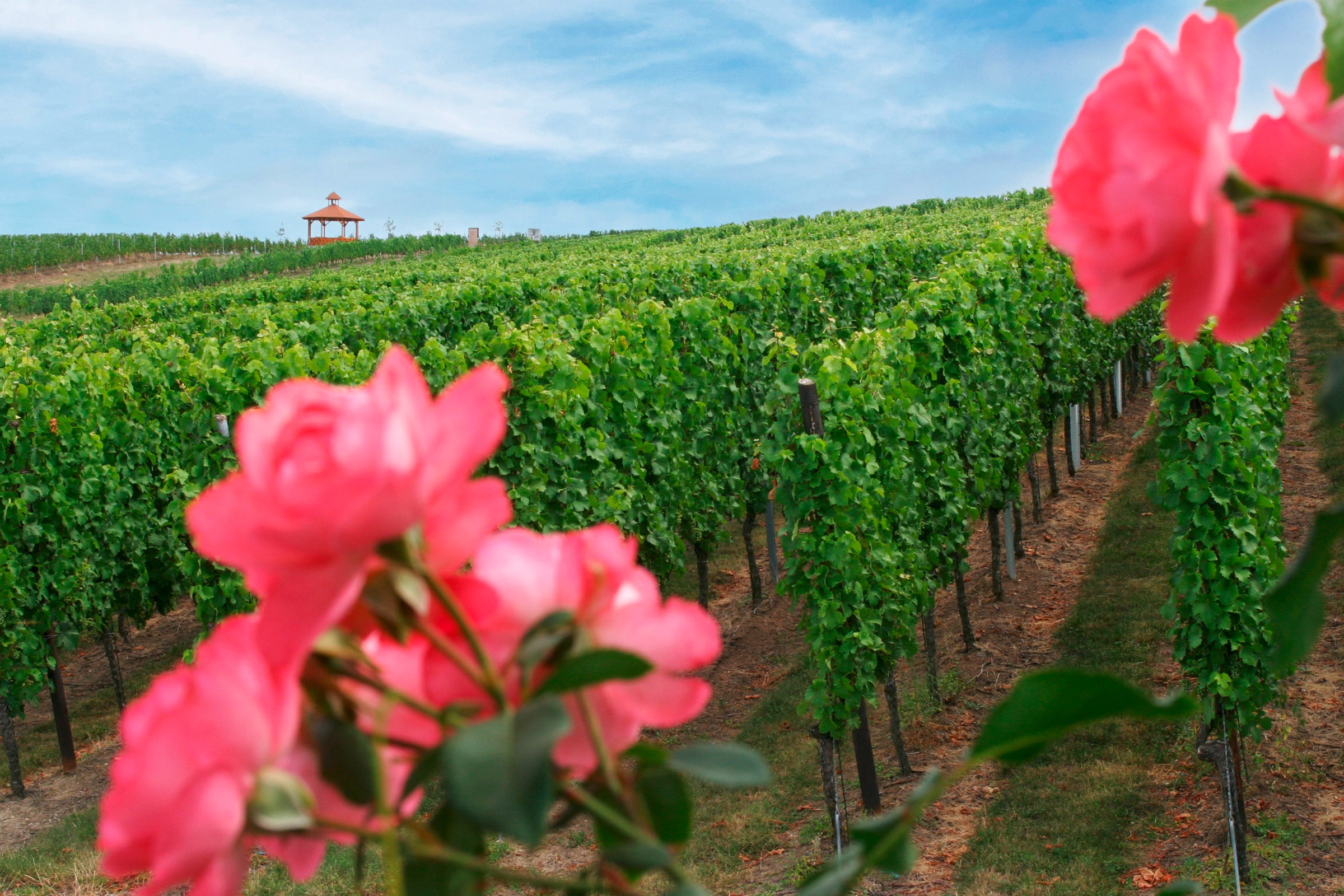 Blick ueber die Wieslocher Weinberge im Hintergrund der Buergerwingert